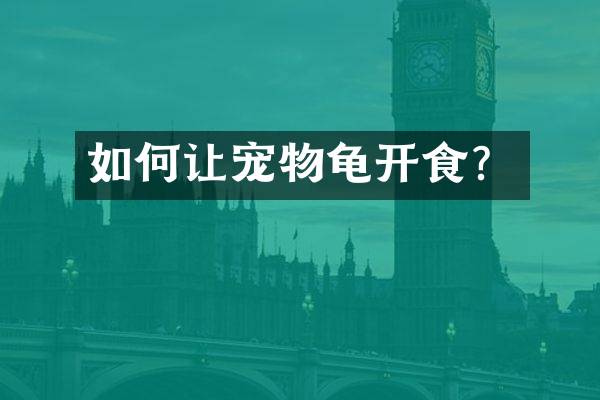 如何让宠物龟开食？