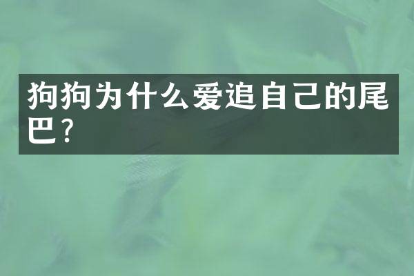狗狗为什么爱追自己的尾巴？