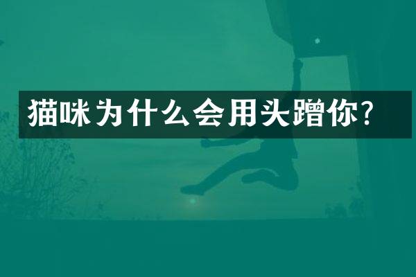猫咪为什么会用头蹭你？