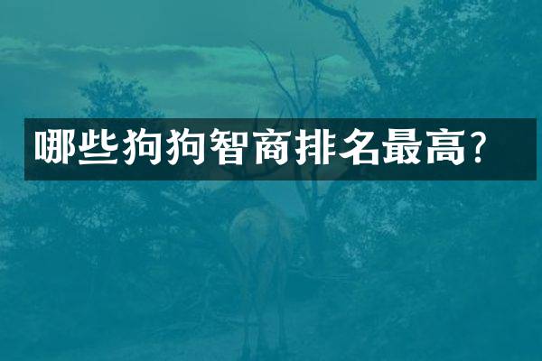 哪些狗狗智商排名最高？