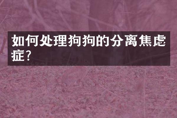 如何处理狗狗的分离焦虑症？