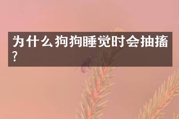 为什么狗狗睡觉时会抽搐？