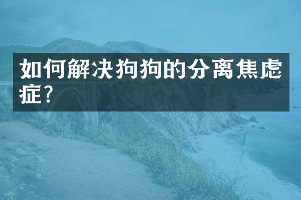 如何解决狗狗的分离焦虑症？