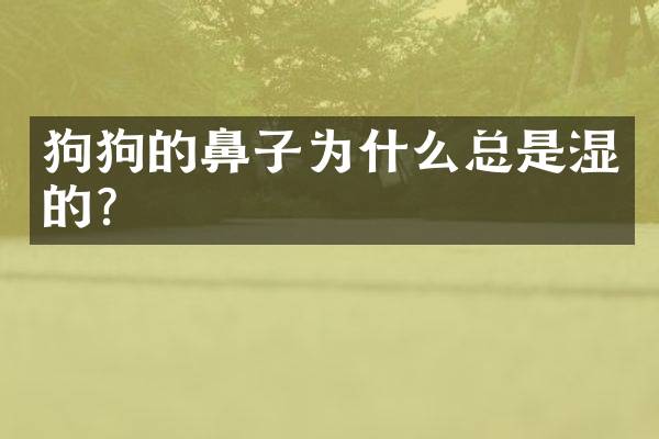 狗狗的鼻子为什么总是湿的？