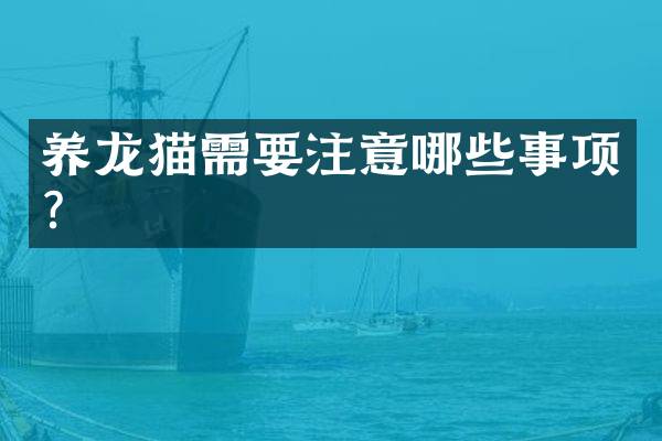 养龙猫需要注意哪些事项？