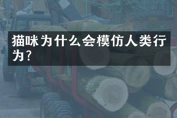猫咪为什么会模仿人类行为？