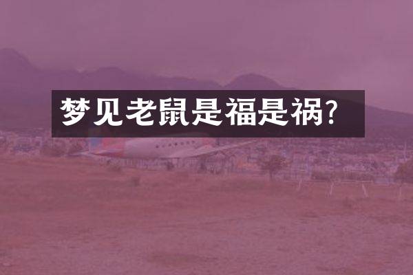 梦见老鼠是福是祸？