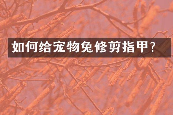 如何给宠物兔修剪指甲？