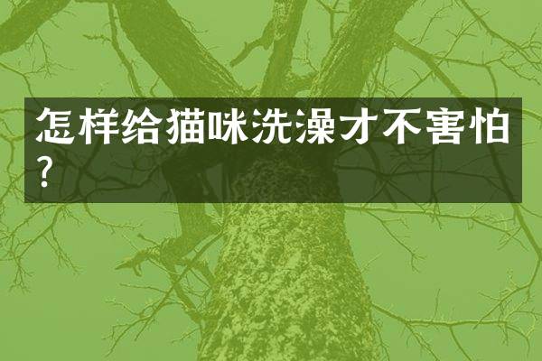 怎样给猫咪洗澡才不害怕？