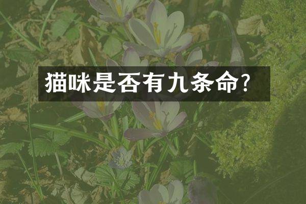 猫咪是否有九条命？
