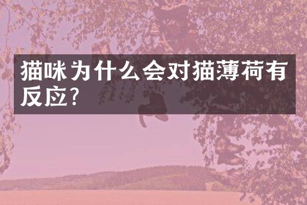 猫咪为什么会对猫薄荷有反应？