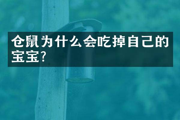 仓鼠为什么会吃掉自己的宝宝？