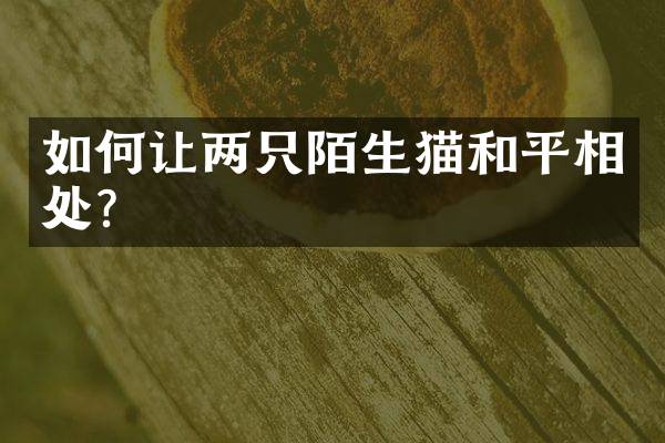 如何让两只陌生猫和平相处？