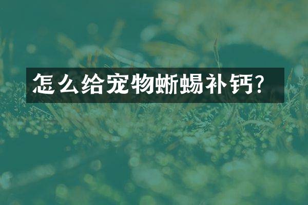 怎么给宠物蜥蜴补钙？