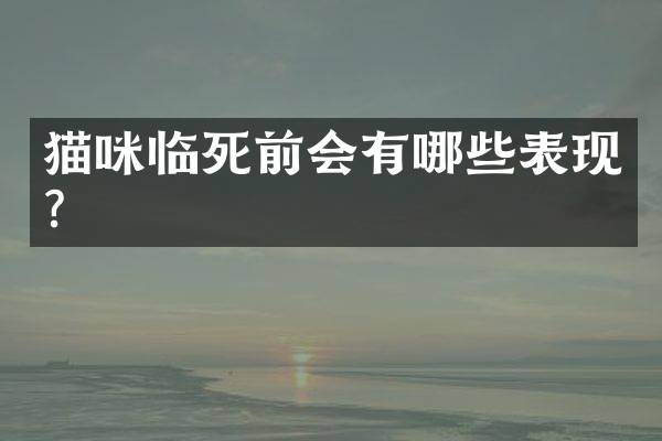 猫咪临死前会有哪些表现？