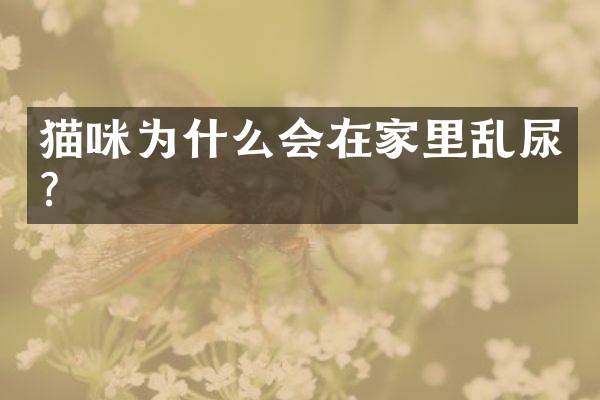 猫咪为什么会在家里乱尿？