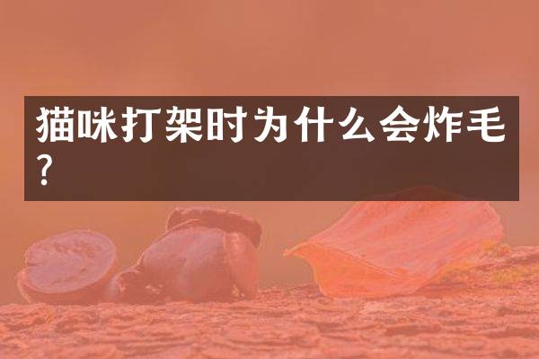 猫咪打架时为什么会炸毛？