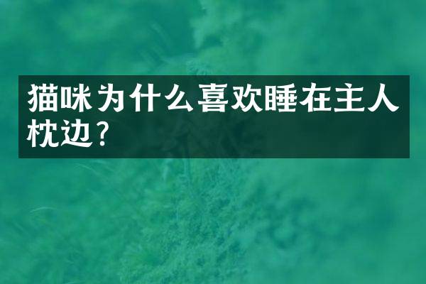 猫咪为什么喜欢睡在主人枕边？