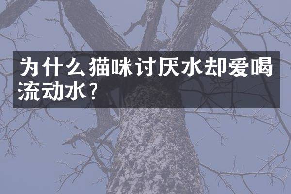 为什么猫咪讨厌水却爱喝流动水？