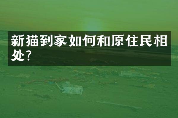 新猫到家如何和原住民相处？