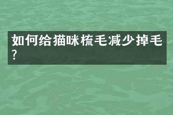 如何给猫咪梳毛减少掉毛？