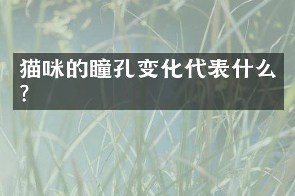 猫咪的瞳孔变化代表什么？