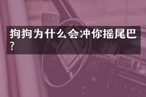 狗狗为什么会冲你摇尾巴？