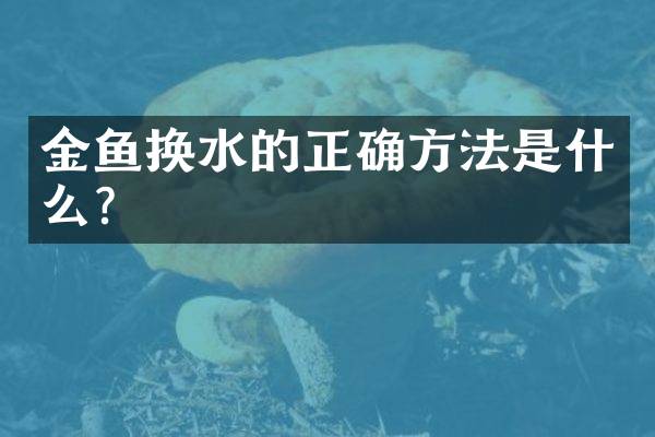 金鱼换水的正确方法是什么？