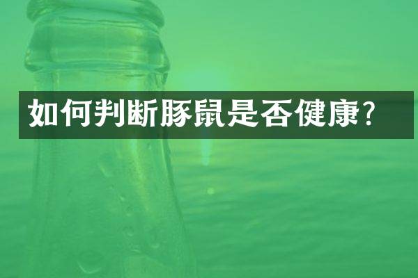 如何判断豚鼠是否健康？