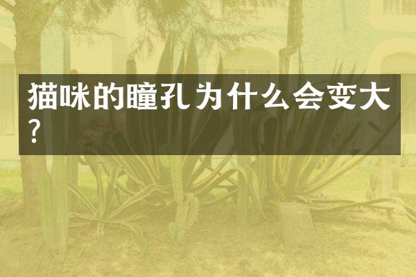 猫咪的瞳孔为什么会变大？