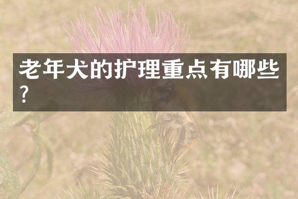 老年犬的护理重点有哪些？