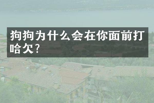 狗狗为什么会在你面前打哈欠？