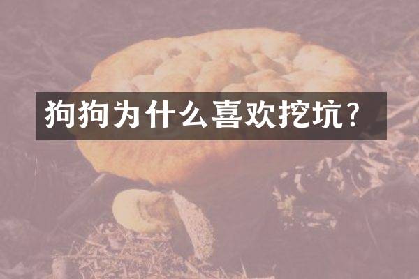 狗狗为什么喜欢挖坑？