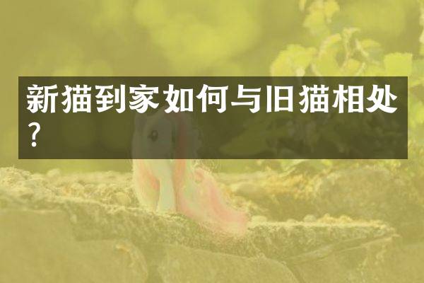 新猫到家如何与旧猫相处？