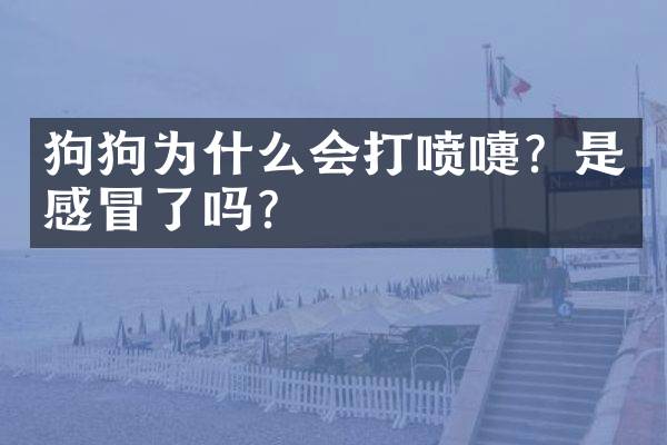狗狗为什么会打喷嚏？是感冒了吗？