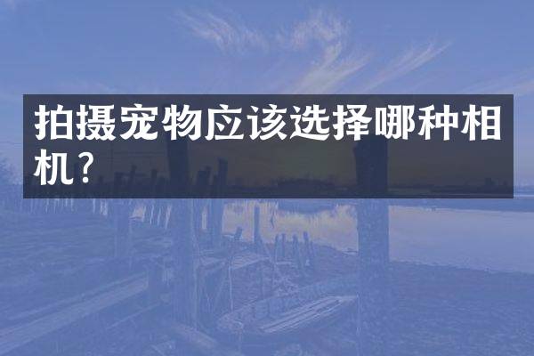 拍摄宠物应该选择哪种相机？
