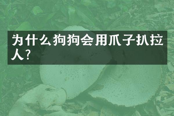 为什么狗狗会用爪子扒拉人？