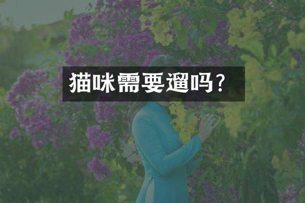 猫咪需要遛吗？