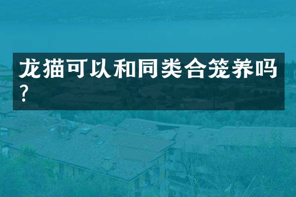 龙猫可以和同类合笼养吗？