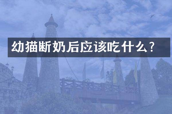 幼猫断奶后应该吃什么？