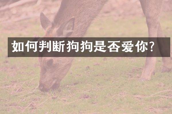 如何判断狗狗是否爱你？