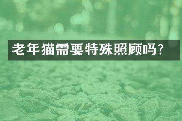 老年猫需要特殊照顾吗？