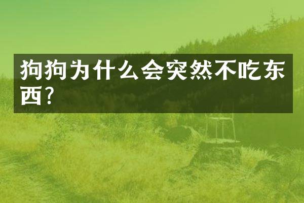 狗狗为什么会突然不吃东西？