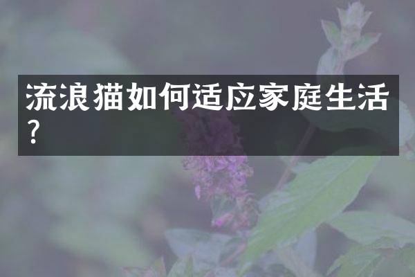 流浪猫如何适应家庭生活？