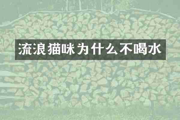 流浪猫咪为什么不喝水