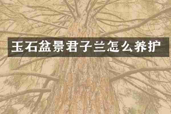 玉石盆景君子兰怎么养护