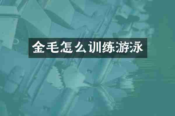 金毛怎么训练游泳