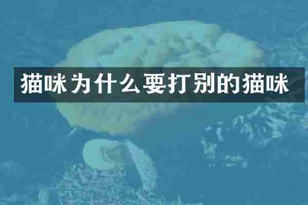 猫咪为什么要打别的猫咪
