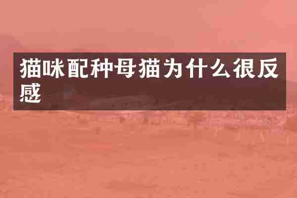 猫咪配种母猫为什么很反感