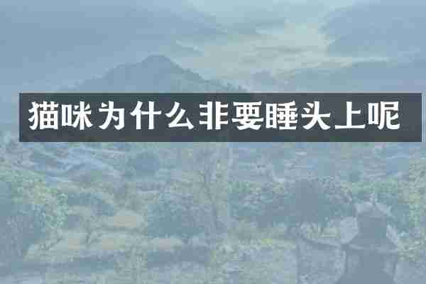 猫咪为什么非要睡头上呢